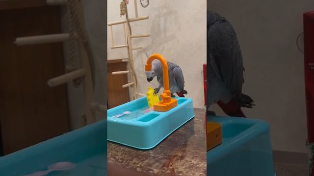 Жакоша Маргоша. Первые водные процедуры. Жако купается смотреть онлайн