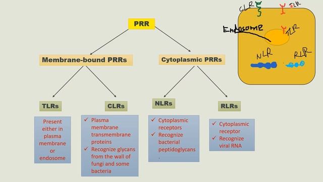 PATTERN RECOGNITION RECEPTORS (PRRs) AND TYPES | PRRs, PAMPs, TLRs | INNATE IMMUNITY смотреть онлайн