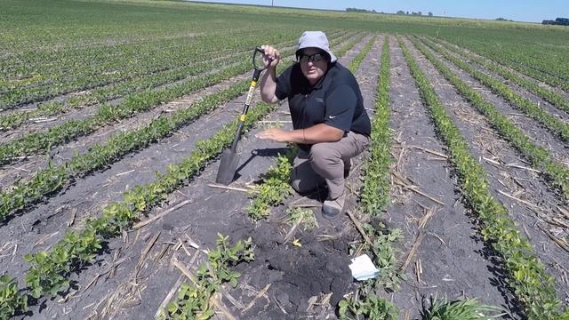 Agronomy in Action: Iron Deficiency Chlorosis and Soil pH смотреть онлайн
