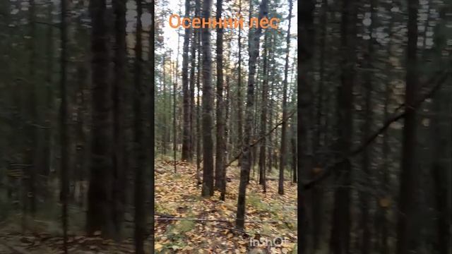Осень Сентябрь Сибирь В лесу возле болота Красота в осенней  тайге
