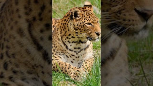 top 5 facts about leopard смотреть онлайн