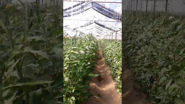 Что случилось с помидорами, "Цитогумат". Ташкент 2020, Видео отзыв, часть 1 смотреть онлайн