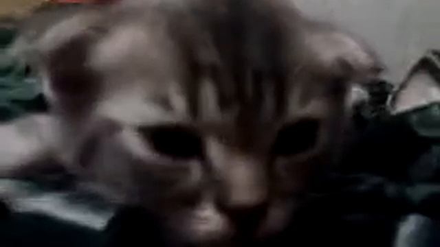 Вислоухий мутант смотреть онлайн