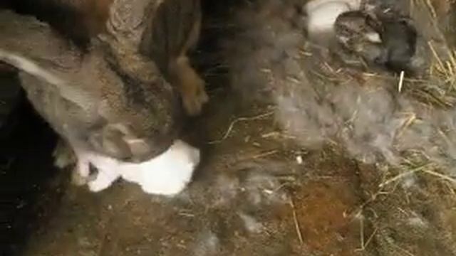 Rabbits. Кролики. Кролиця з немовлятами (12 днів). смотреть онлайн