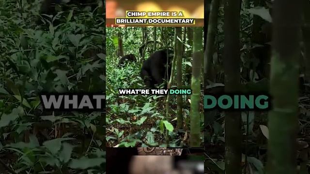 Documentarian James Reed on Witnessing Chimpanzee Patrols and Attacks #jre #podcast смотреть онлайн