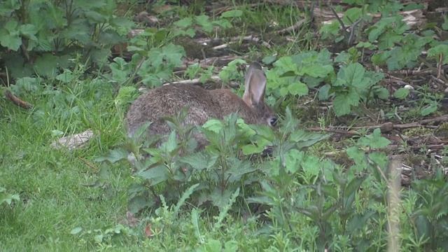 Зайцы в Гамбурге