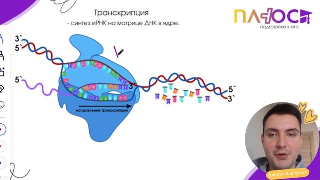 Биосинтез белка | Полный урок | Плюс