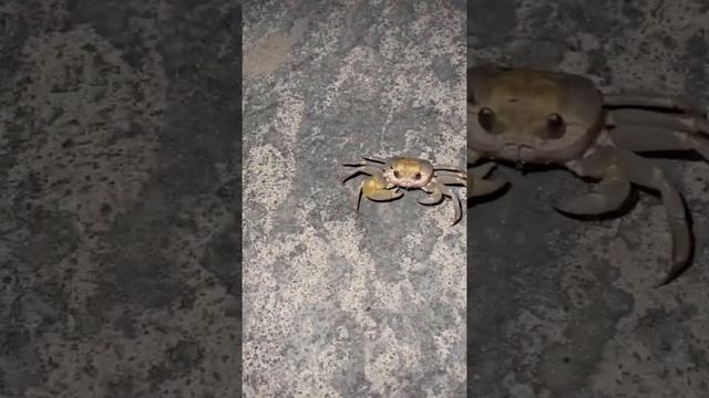 Краб / Вьетнам