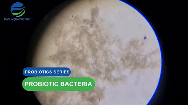 Creating Biofloc With Probiotic | Probiotic series Episode 06 смотреть онлайн