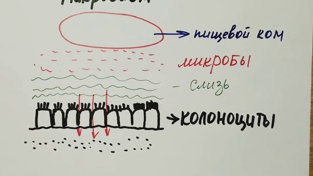 приглашаю на марафон по микробиому. смотреть онлайн