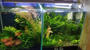 Взаимосвязь КН, СО2, РН в аквариуме. Разберись уже, раз и навсегда.