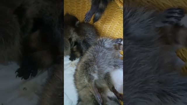 #ямыилюша #помощьбездомнымживотным #raccoon #анапа #море #reels #енотики #юмор #животные #собачки смотреть онлайн