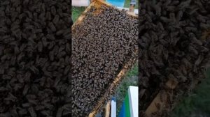 Подсадка матки и.о.