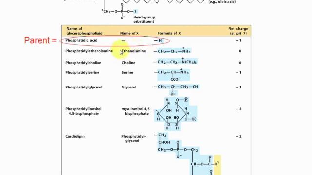 Lipid Video Medium смотреть онлайн