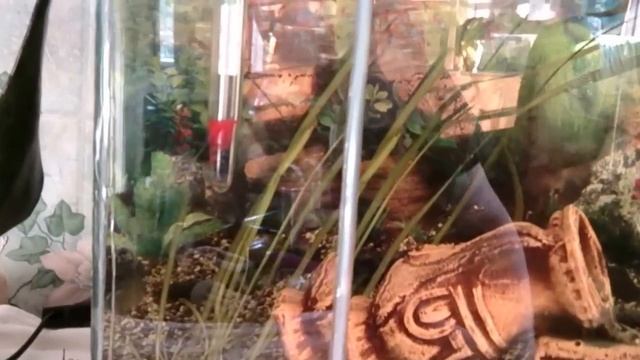 рыбки для аквариума смотреть онлайн