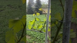 Фунгицид- какие бывают и как и когда применяется.