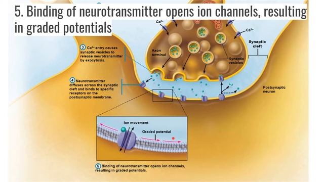 Chemical Synapse смотреть онлайн