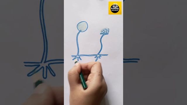 Spore Formation In  Fungus || Spore Formation In Rhizopus || Asexual  Reproduction || Fungus