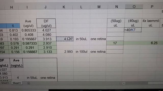 Denaturing protein samples for SDS-PAGE or western blotting смотреть онлайн