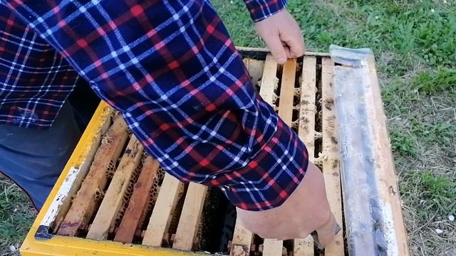 Карпатская порода пчёл