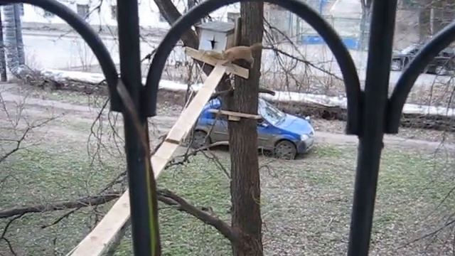 кот белка смотреть онлайн