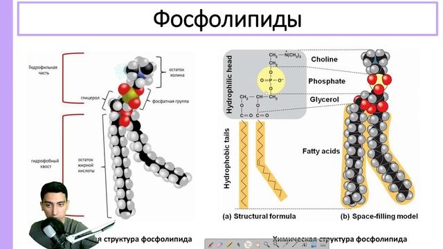 Строение биологической мембраны за 5 минут смотреть онлайн