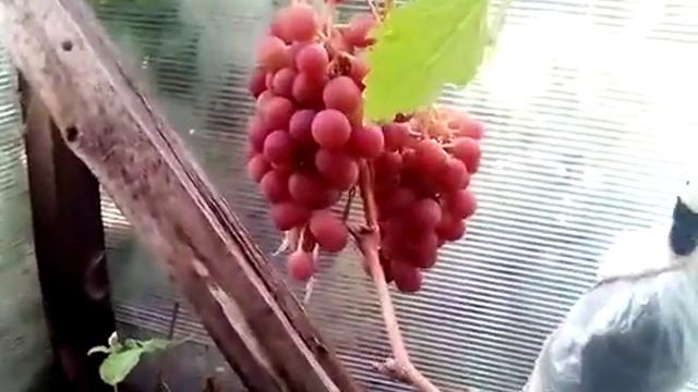 Виноград "Вишенка" полностью окрасился, ждём созревания. 8 августа 2021 смотреть онлайн