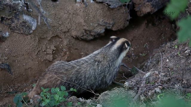 Барсуки у норы. Badgers near the hole. смотреть онлайн