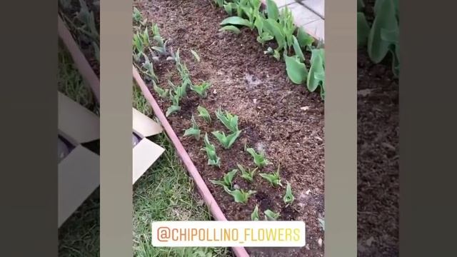 Отзывы покупателей chipollino-flowers.ru смотреть онлайн