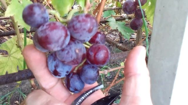 Виноград Еверест Висока Піч Житомирщина як є смотреть онлайн