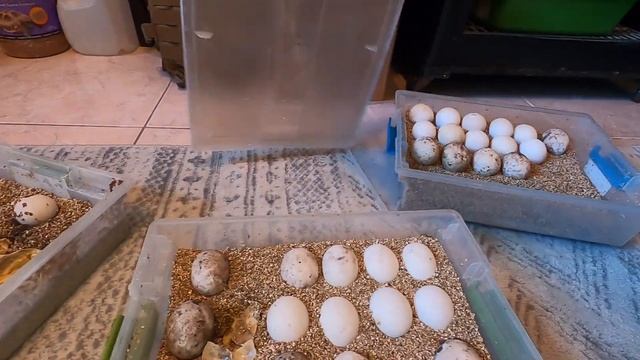 Egg Incubator Nightmare! смотреть онлайн