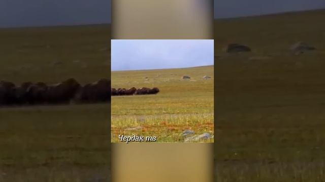 The wolves attacked the musk ox but were repelled. смотреть онлайн