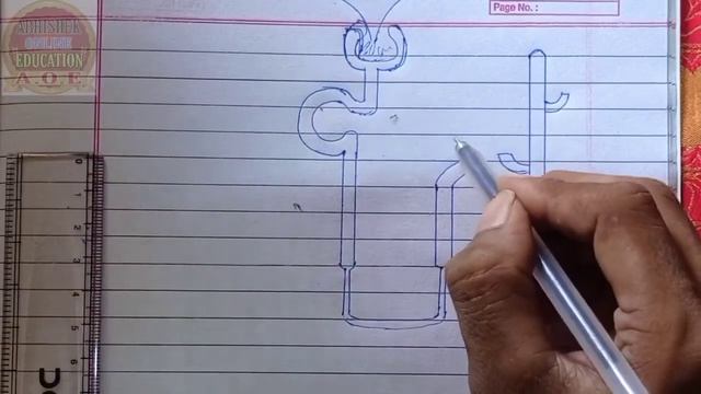 नेफ्रॉन का चित्र आसानी से बनाए || nephron ka chitr Aasan Se banay // Class 10th смотреть онлайн