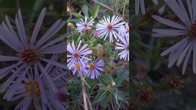 Цветок - Астра смотреть онлайн