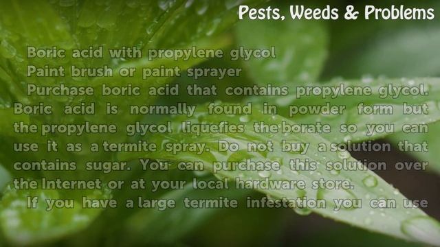 How to Make Termite Spray to Kill Termites смотреть онлайн