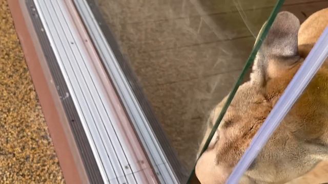 Гепард Герда пришла поздороваться к Месси и он облизал её!