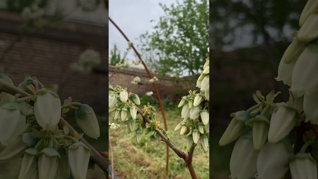 Опыление галубики. смотреть онлайн