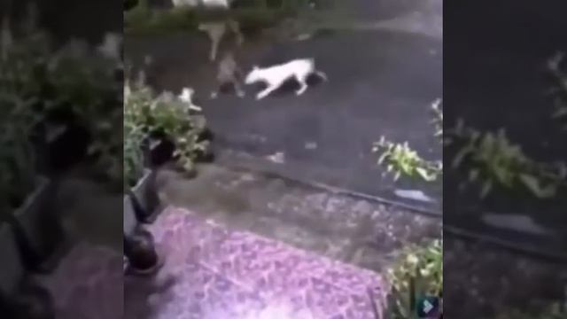 Коты храбро отбились от стаи собак 😼 смотреть онлайн