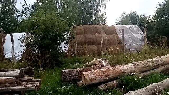 С помощником на хозяйстве/коровы/ телята/птица, жизнь в деревне