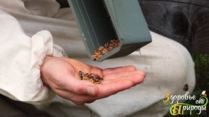 Как собирают пчелиную пыльцу