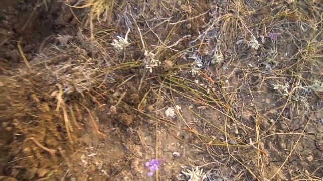 Чешуя,Запонка,Монеты...Мелочь, а приятно)! Коп...коп...коп... смотреть онлайн