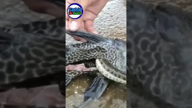 RANTAI MAKANAN смотреть онлайн