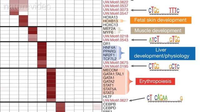 ENCODE: Encyclopedia Of DNA Elements смотреть онлайн