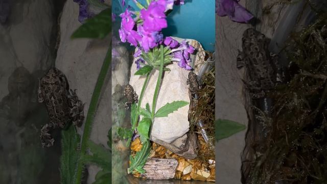 Baby Toads Metamorphosis Complete🐸 New Tank! #frog #toad смотреть онлайн