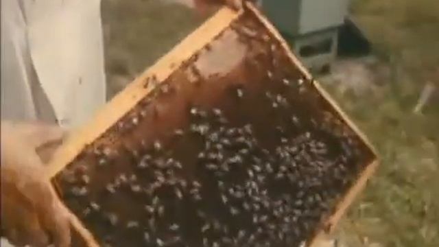 Ворроатоз пчёл. СССР, КНПФ Киевская смотреть онлайн