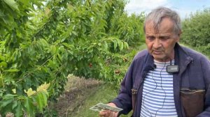 Перспективный сорт черешни Эрли Стар.