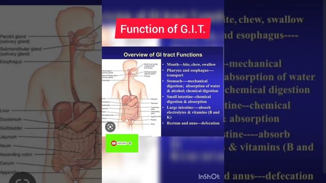 #all #viral #video #sort #git #function #digestive system #antomy#sience смотреть онлайн
