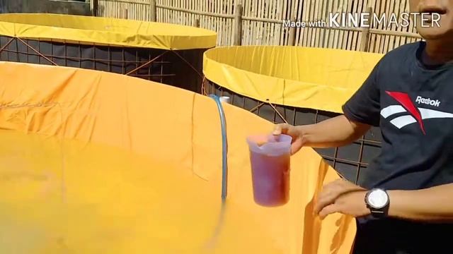 PERSIAPAN AIR KOLAM LELE BIOFLOK DI KEL PADURAKSA - PEMALANG - JATENG смотреть онлайн