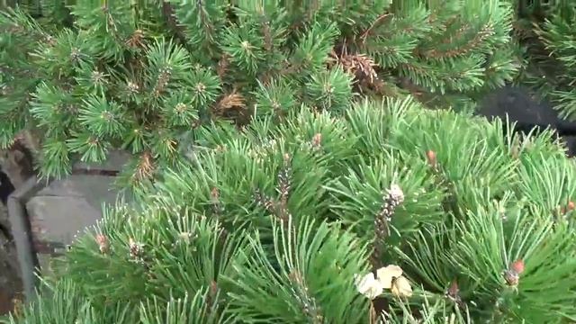 10 Second Garden Escape - Mugo Pine смотреть онлайн