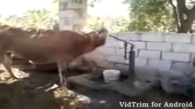 Супер корова в Таджикистане ПРИКОЛ смотреть онлайн